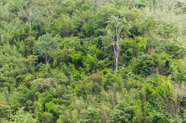 renk arka plan üzerinde eski büyük ağaç 