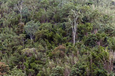 renk arka plan üzerinde eski büyük ağaç 