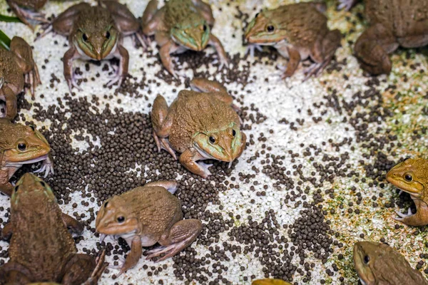 Sapos Esperam Para Pegar Insetos Para Comer Como Alimento — Fotografia de Stock