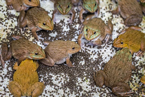 Frogs Wait Catch Insects Eat Food — Stock Photo, Image