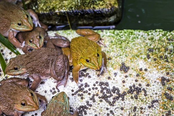 Frogs wait to catch insects to eat as food.