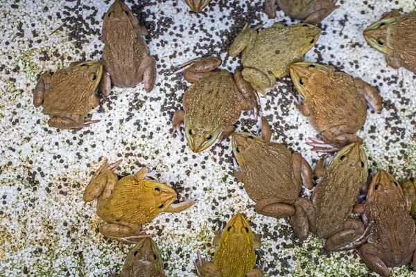 Frogs Wait Catch Insects Eat Food — Stock Photo, Image