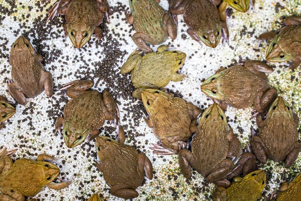 Βάτραχοι Περιμένουν Πιάσουν Έντομα Για Φάνε — Φωτογραφία Αρχείου