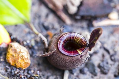 torba tropik böcekçil bitkiler, nepenthes yakalamak