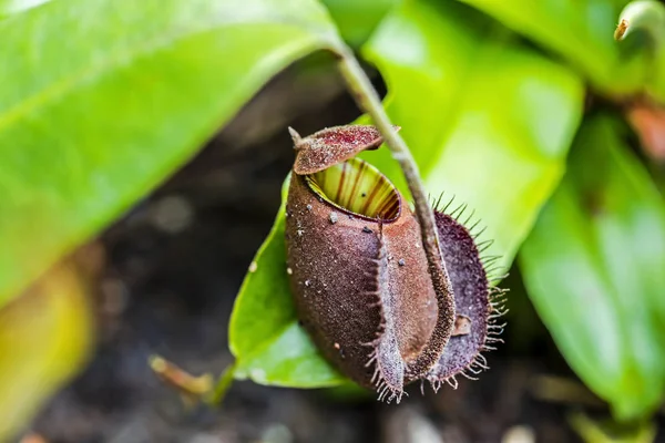 Sacola Captura Planta Insetívora Tropical Nepenthes — Fotografia de Stock