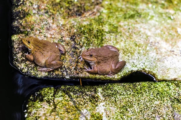 Kurbağalar Yiyecek Olarak Yemek Için Böcekler Yakalamak Için Beklemek — Stok fotoğraf
