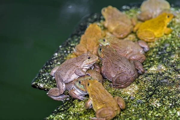 Βάτραχοι Περιμένουν Πιάσουν Έντομα Για Φάνε — Φωτογραφία Αρχείου
