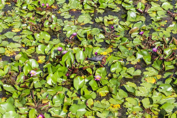 호수에서 연꽃이 자랍니다 — 스톡 사진