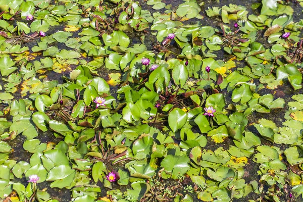 Lotus Tumbuh Danau — Stok Foto