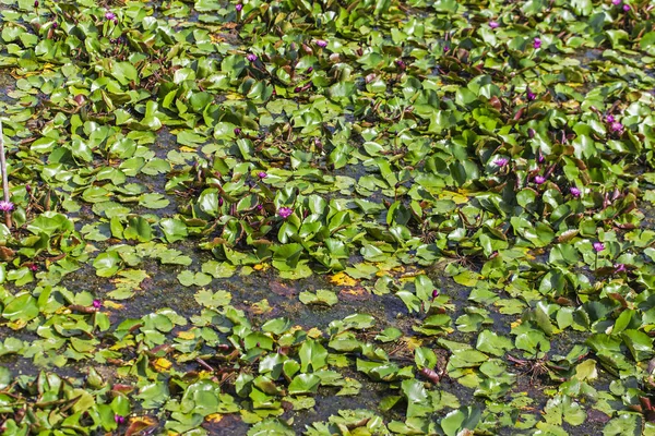 Lotus Wächst See — Stockfoto