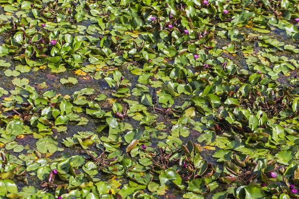 Lotus Tumbuh Danau — Stok Foto