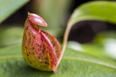 Nepenthes, ağırlıklı olarak yağmur ormanlarında yetişen bir bitki türüdür..