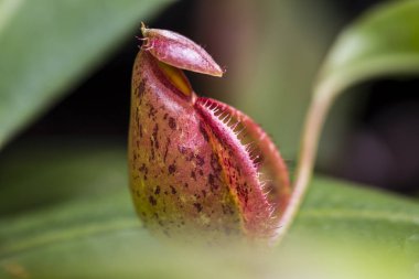 Nepenthes, ağırlıklı olarak yağmur ormanlarında yetişen bir bitki türüdür..
