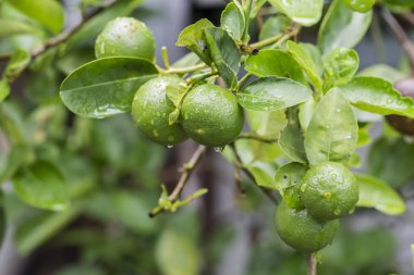 Limon meyveli limon ağacı taze ve ekşi tadı olan bir meyvedir, çeşitli gıdalara işlenebilir ve tıbbi özellikleri de vardır.
