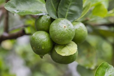 Limon meyveli limon ağacı taze ve ekşi tadı olan bir meyvedir, çeşitli gıdalara işlenebilir ve tıbbi özellikleri de vardır.