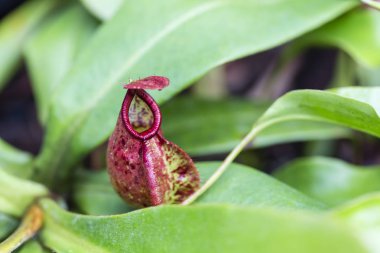 Nepenthes, ağırlıklı olarak yağmur ormanlarında yetişen bir bitki türüdür..