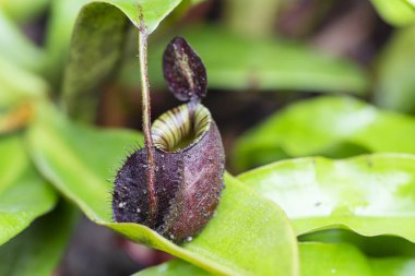 Nepenthes, ağırlıklı olarak yağmur ormanlarında yetişen bir bitki türüdür..
