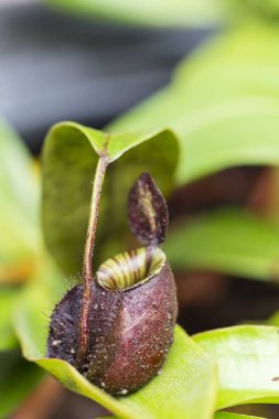 Nepenthes, ağırlıklı olarak yağmur ormanlarında yetişen bir bitki türüdür..