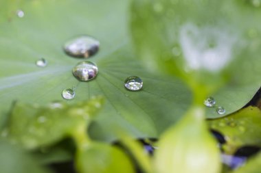 Yağmur ormanlarının yağmur mevsiminde yapraklar üzerindeki su damlacıkları ekosistemin kaynağıdır..