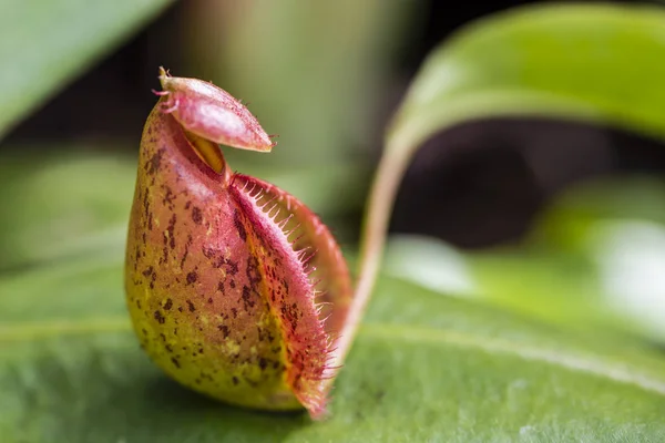 Nepenthes Tipo Planta Insetívora Que Cresce Principalmente Floresta Tropical — Fotografia de Stock