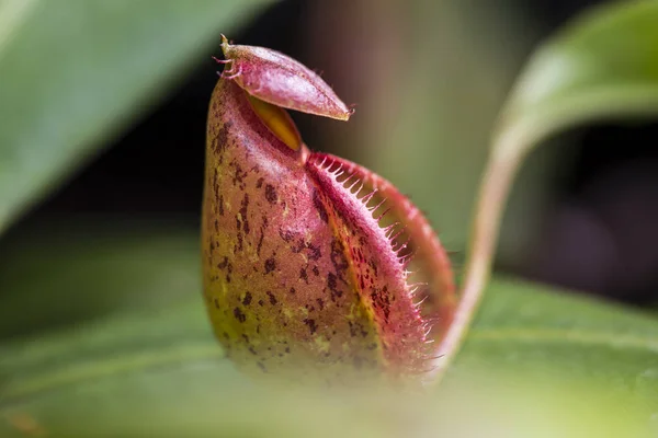 Nepentherne Type Insektædende Plante Der Hovedsagelig Vokser Regnskoven - Stock-foto