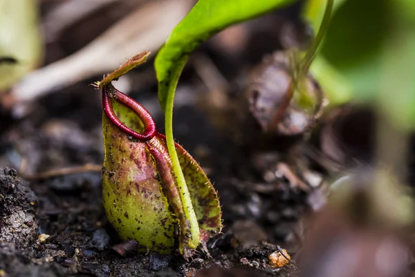 Nepenthes Tipo Planta Insetívora Que Cresce Principalmente Floresta Tropical — Fotografia de Stock