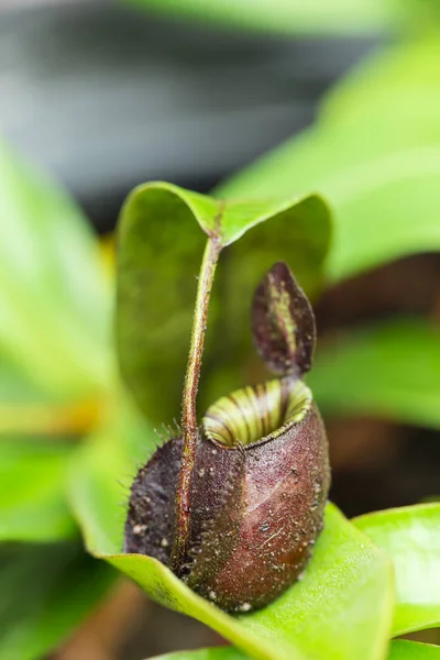 Nepenthes Tipo Planta Insetívora Que Cresce Principalmente Floresta Tropical — Fotografia de Stock