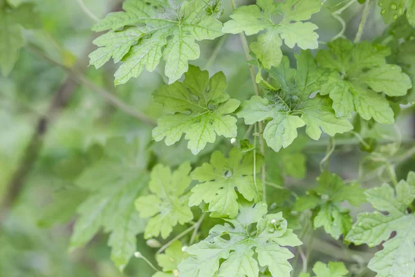 Bitter gourd is a biennial plant. The fruit has a bitter taste but has high medicinal properties. It is edible both raw and processed.