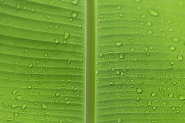Gotas Água Nas Folhas Durante Estação Chuvosa Floresta Tropical São — Fotografia de Stock