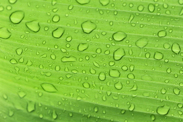 熱帯雨林の雨季の葉の水滴は生態系の源である — ストック写真