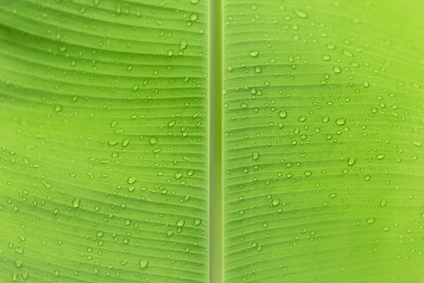 熱帯雨林の雨季の葉の水滴は生態系の源である — ストック写真