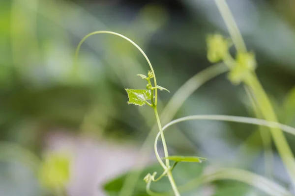 Vine Peak Backlight Shot Inthe Morning Black Background — Stock Photo, Image