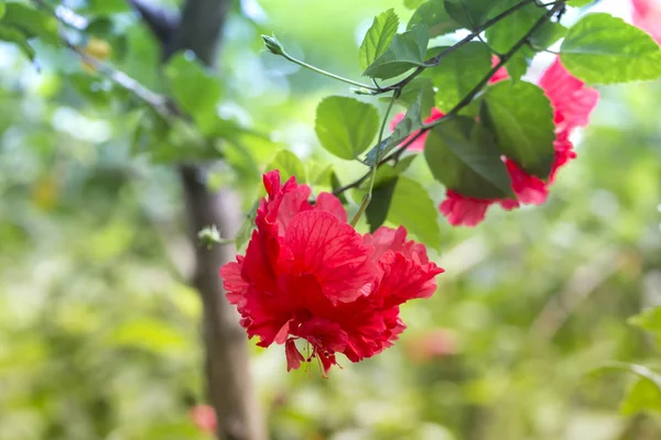 Тропический Цветок Саду — стоковое фото