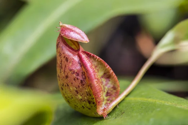 Nepenthes Tipo Planta Insetívora Que Cresce Principalmente Floresta Tropical — Fotografia de Stock