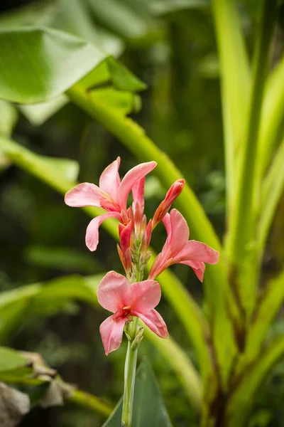 Fiori Canna Che Fioriscono Giardino — Foto Stock