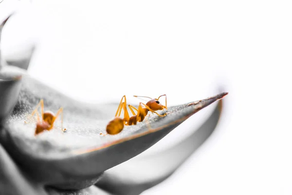 Formigas Tecelãs Vermelhas Compartilham Comida Com Outras — Fotografia de Stock