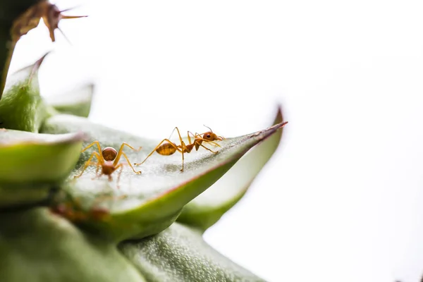 Las Hormigas Tejedoras Rojas Comparten Comida Con Otra — Foto de Stock