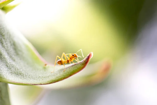 Les Fourmis Tisserandes Rouges Partagent Nourriture Avec Autre — Photo