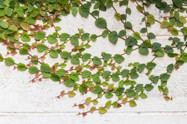 Güneşin altındaki yaprakların deseni doğanın güzelliğini yansıtır..