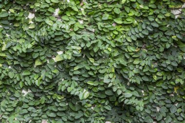 Güneşin altındaki yaprakların deseni doğanın güzelliğini yansıtır..