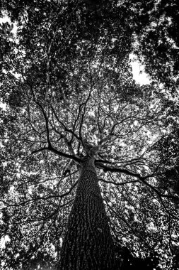 Onlarca yıllık büyük ağaçlar, hayvanlar için gölge ve yaşam alanı sağlamanın yanı sıra doğanın zenginliğinin kontrol edilmesine yardımcı olur..