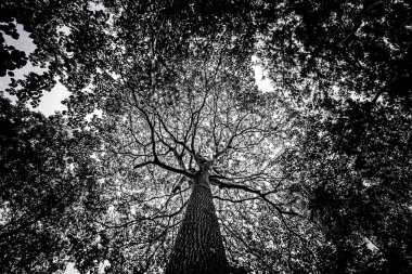 Onlarca yıllık büyük ağaçlar, hayvanlar için gölge ve yaşam alanı sağlamanın yanı sıra doğanın zenginliğinin kontrol edilmesine yardımcı olur..