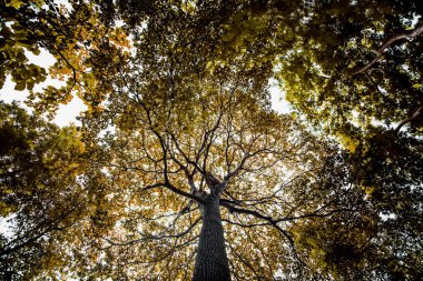 Onlarca yıllık büyük ağaçlar, hayvanlar için gölge ve yaşam alanı sağlamanın yanı sıra doğanın zenginliğinin kontrol edilmesine yardımcı olur..