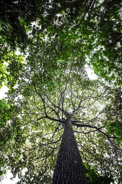 Árvores Grandes Com Muitas Décadas Idade Proporcionam Sombra Habitat Para — Fotografia de Stock