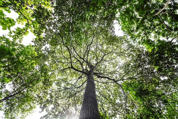 Árvores Grandes Com Muitas Décadas Idade Proporcionam Sombra Habitat Para — Fotografia de Stock