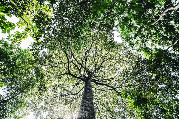 Árvores Grandes Com Muitas Décadas Idade Proporcionam Sombra Habitat Para — Fotografia de Stock