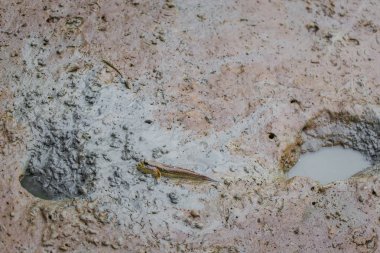 Mudskipper mangrov ormanında yaşayan bir balıktır, karada nefes alabilir, çamurüzerinde yürümek için kullanılabilecek bir çift ön bacağı vardır..