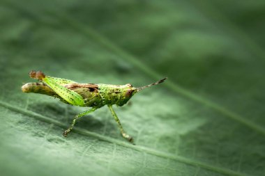 Çekirge yeşil yaprağa tünemiş