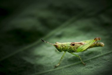 Çekirge yeşil yaprağa tünemiş