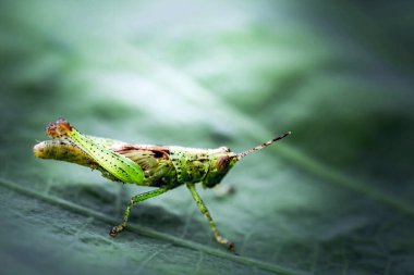 Çekirge yeşil yaprağa tünemiş